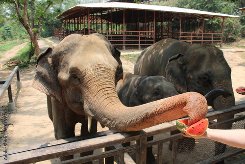Elefant isst Melone