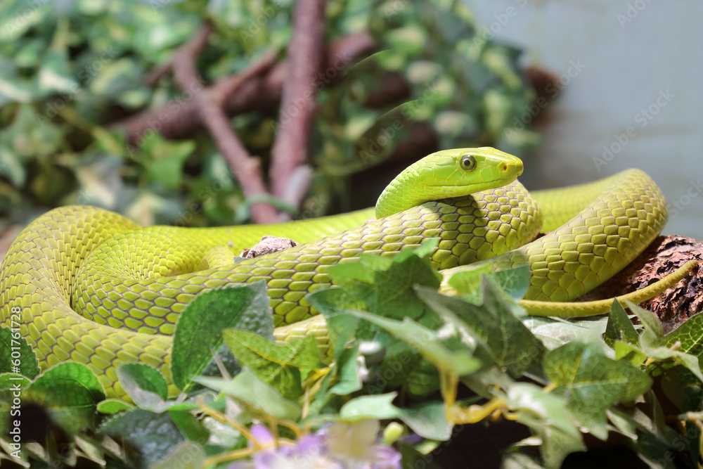 Fototapeta premium Gewöhnliche Mamba / Eastern green mamba / Dendroaspis angusticeps