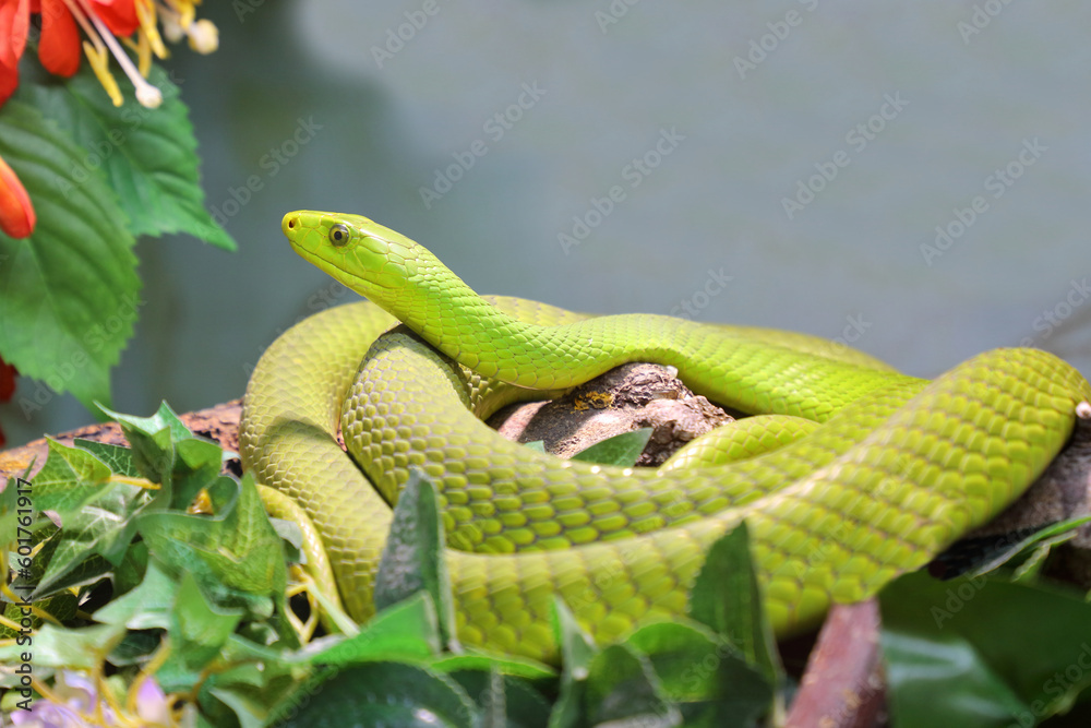 Fototapeta premium Gewöhnliche Mamba / Eastern green mamba / Dendroaspis angusticeps