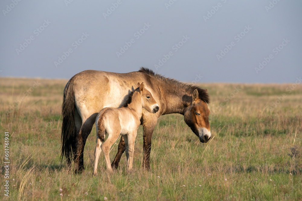 Przewalski's horses (Mongolian wild horses). A rare and endangered species originally native to the steppes of Central Asia. Reintroduced at the steppes of South Ural