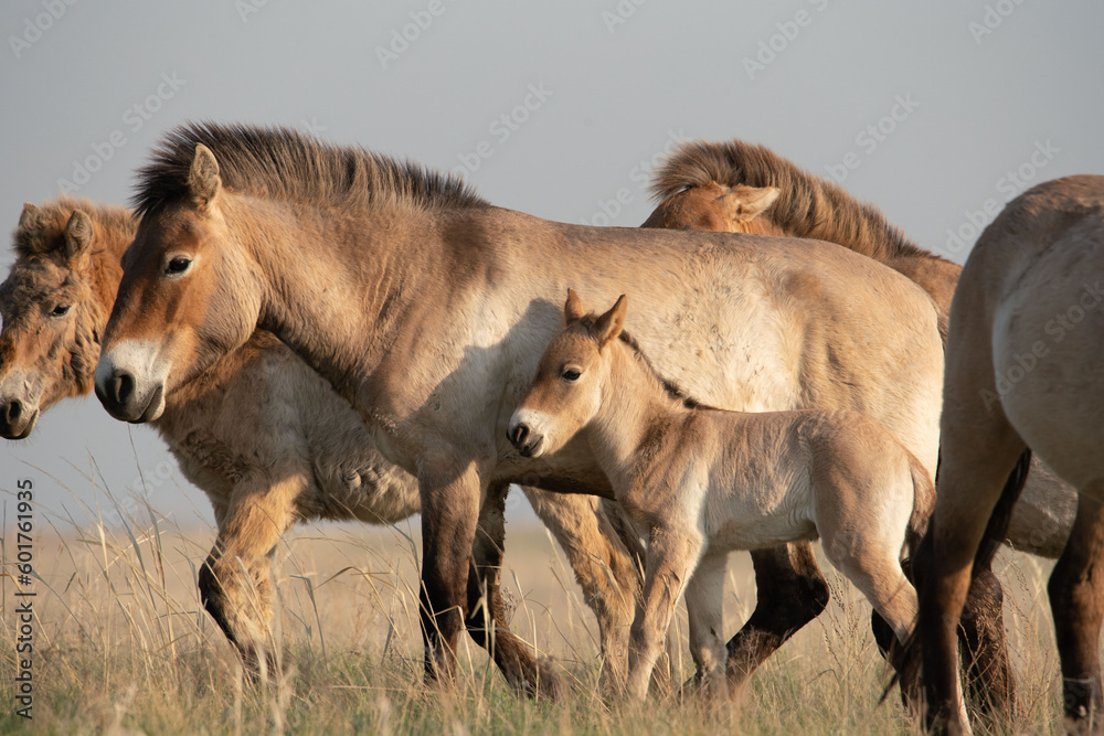 Przewalski's horses (Mongolian wild horses). A rare and endangered species originally native to the steppes of Central Asia. Reintroduced at the steppes of South Ural Przewalski's horses (Mongolian wild horses). A rare and endangered species originally native to the steppes of Central Asia. Reintroduced at the steppes of South Ural