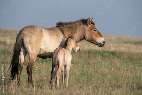 Przewalski s horses  Mongolian wild horses . A rare and endangered species originally native to the steppes of Central Asia. Reintroduced at the steppes of South Ural