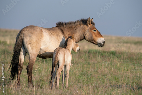 Przewalski's horses (Mongolian wild horses). A rare and endangered species originally native to the steppes of Central Asia. Reintroduced at the steppes of South Ural