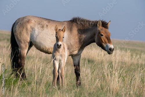 Przewalski s horses  Mongolian wild horses . A rare and endangered species originally native to the steppes of Central Asia. Reintroduced at the steppes of South Ural