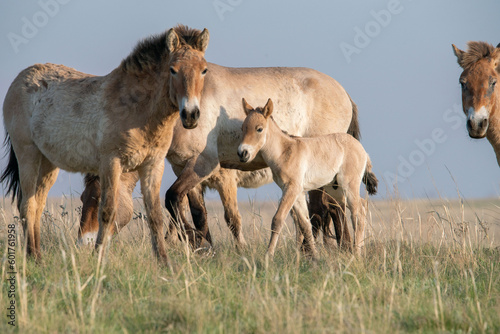 Przewalski's horses (Mongolian wild horses). A rare and endangered species originally native to the steppes of Central Asia. Reintroduced at the steppes of South Ural photo