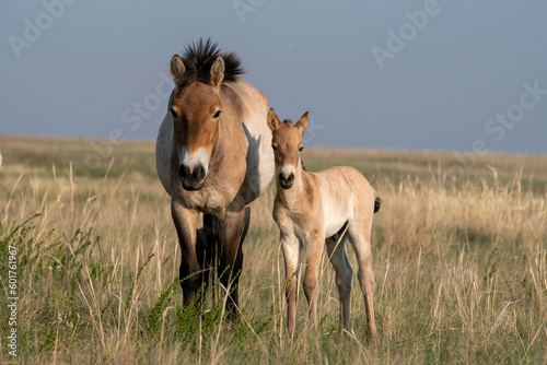 Przewalski's horses (Mongolian wild horses). A rare and endangered species originally native to the steppes of Central Asia. Reintroduced at the steppes of South Ural © Alexey