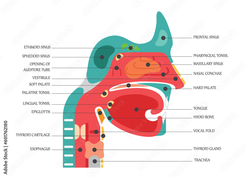 Nose anatomy cross section diagram showing soft palate paranasal ...