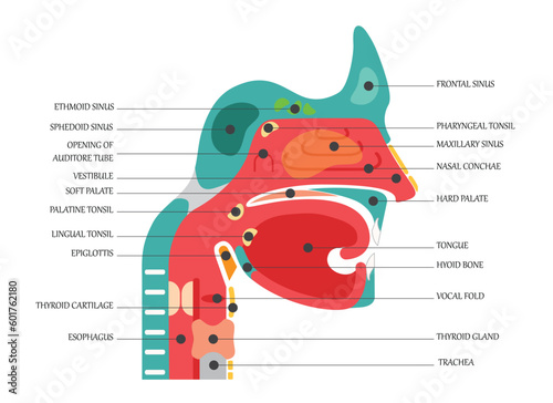 Nose anatomy cross section diagram showing soft palate paranasal sinuses elements flat vector illustration photo