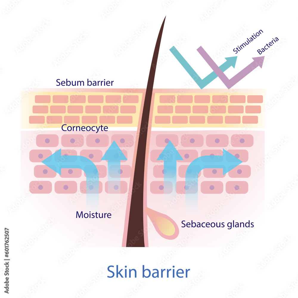 Healthy protective skin barrier vector on white background. The