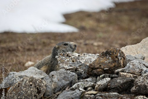 Marmotte derrière un rocher