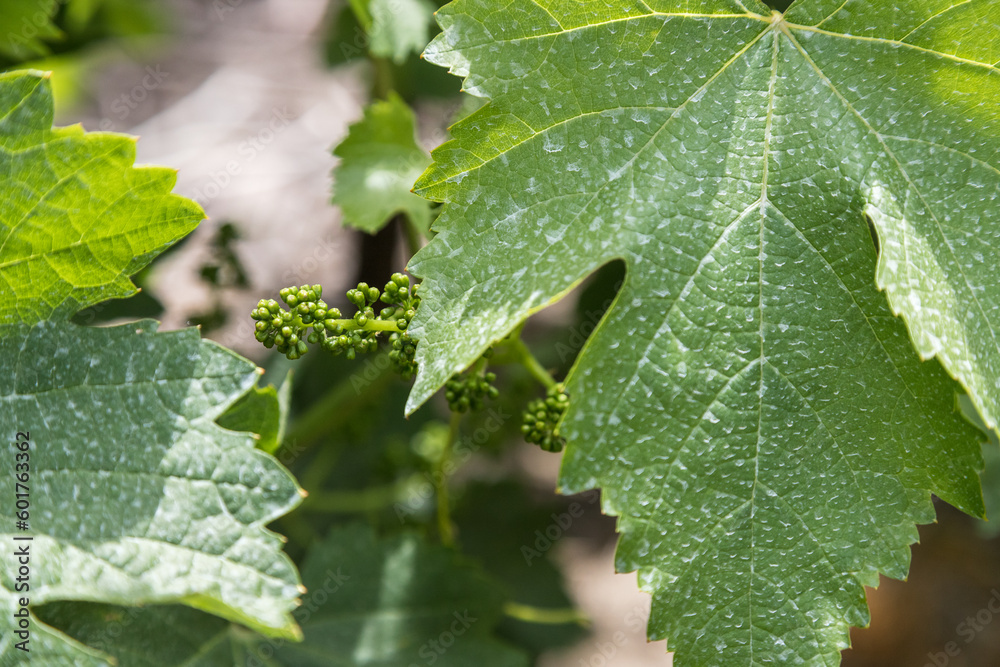 Detail of vine branches with lush green leaves and small shoots of bunches of grapes. Grapes growing, time of year, spring.