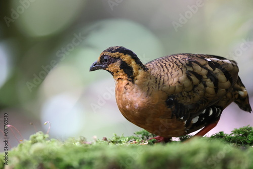 Chestnut-necklaced Partridge or Sabah Partridge (Tropicoperdix graydoni) in Sabah, North Borneo  photo