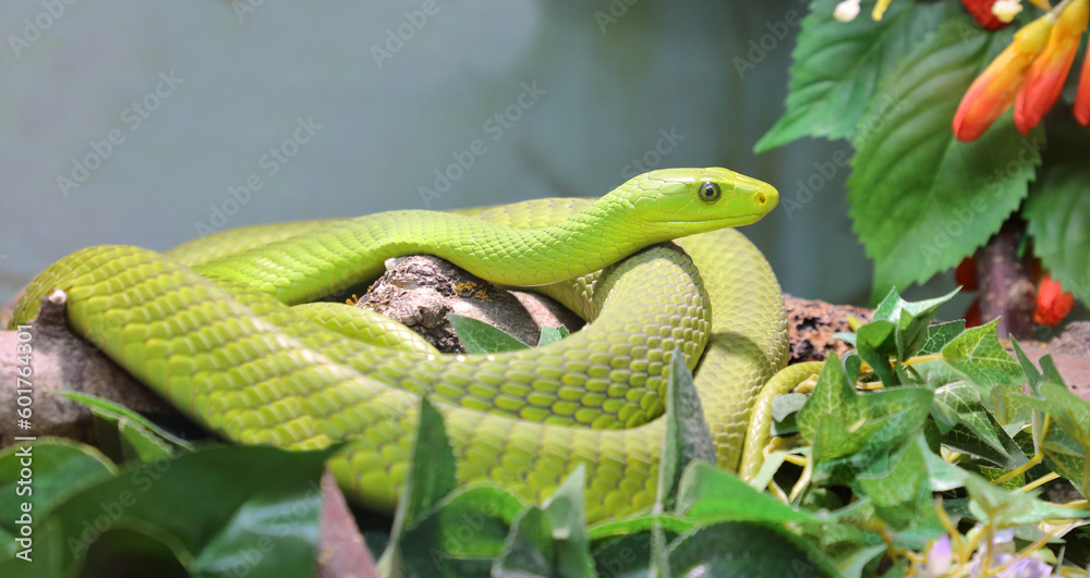 Fototapeta premium Gewöhnliche Mamba / Eastern green mamba / Dendroaspis angusticeps