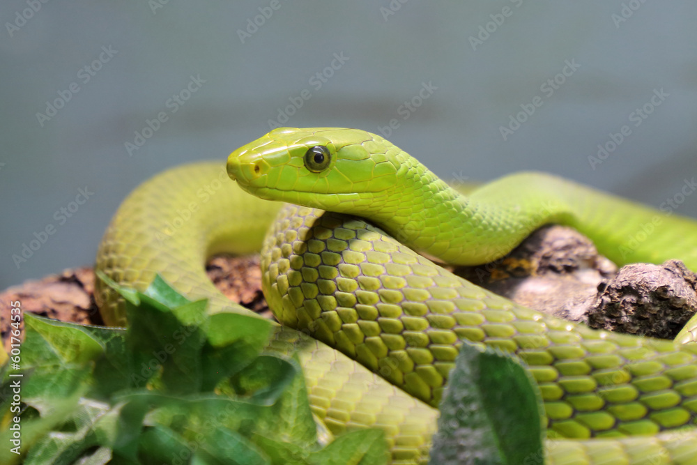 Fototapeta premium Gewöhnliche Mamba / Eastern green mamba / Dendroaspis angusticeps