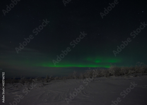 Aurora Borealis over Winter forest 