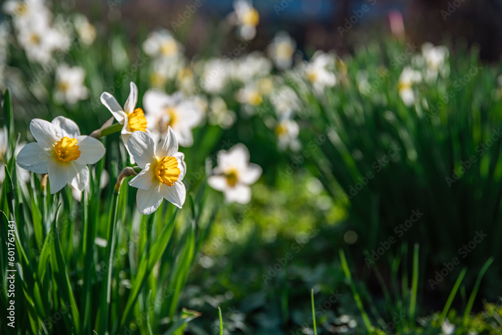 Lots of beautiful white daffodils in the garden. gardening, flower breeding, spring, flowering Lots of beautiful white daffodils in the garden. gardening, flower breeding, spring, flowering