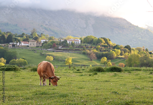 Colorful sunset at the mountains. Cow eating grass in a beautiful rural environment with a village and mountains in the background. Livestock roaming free in the mountains of Asturias, Spain.
