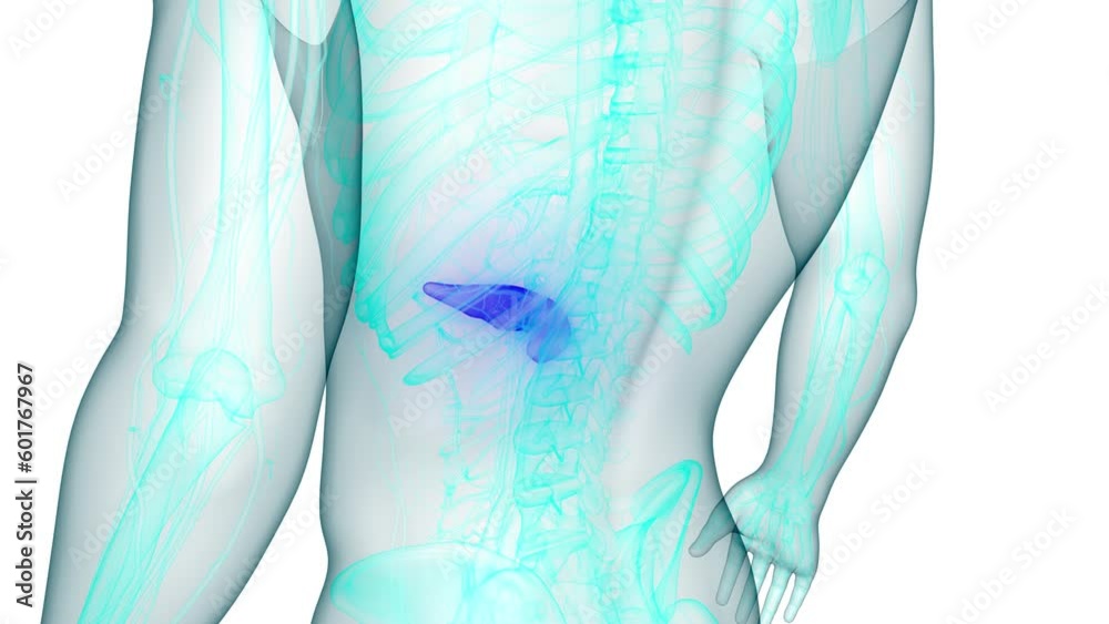 Human Internal Organs Pancreas Anatomy Animation Concept Stock Video ...