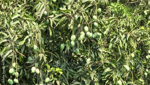 Wallpaper Mural Mango tree with fruits. Bunch of green mango on tree. Bunch of green ripe mango on tree in garden. rajshahi, bangladesh Torontodigital.ca