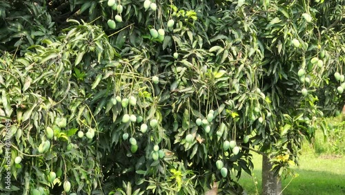 Wallpaper Mural Mango tree with fruits. Bunch of green mango on tree. Bunch of green ripe mango on tree in garden. Torontodigital.ca