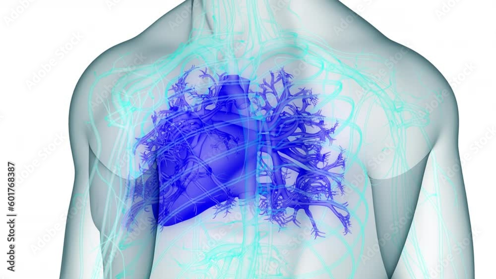 Human Circulatory System Heart Anatomy Animation Concept Stock Video ...