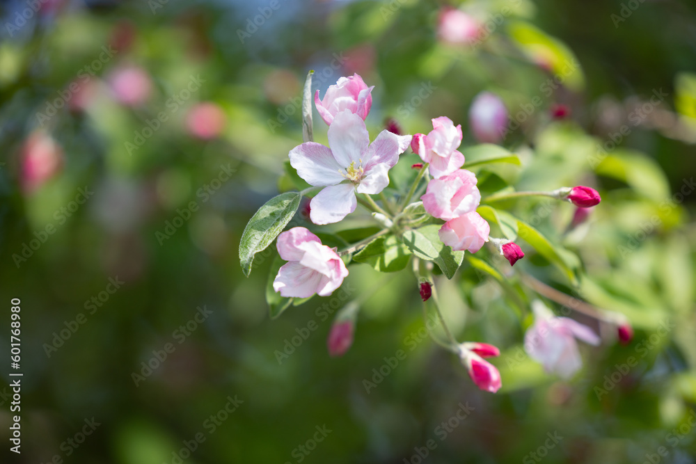 Bouton et fleurs de pommier avec verdure en BG Bouton et fleurs de pommier avec verdure en BG