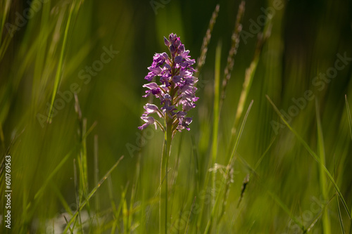 Closeup of a Green Winged Orchid on a sunny day in spring