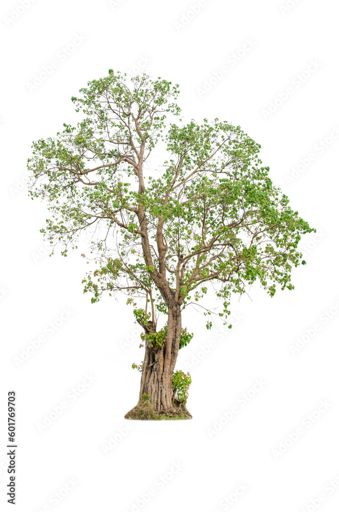 A tree shape and tree branch. Single green tree. A tree shape and tree branch. Single green tree.