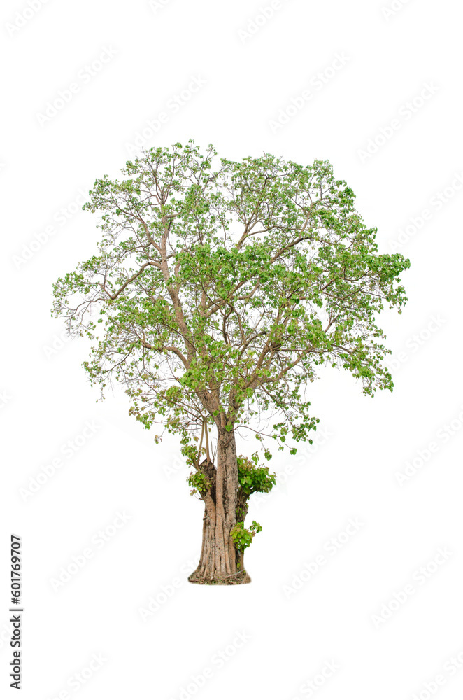 A tree shape and tree branch. Single green tree.