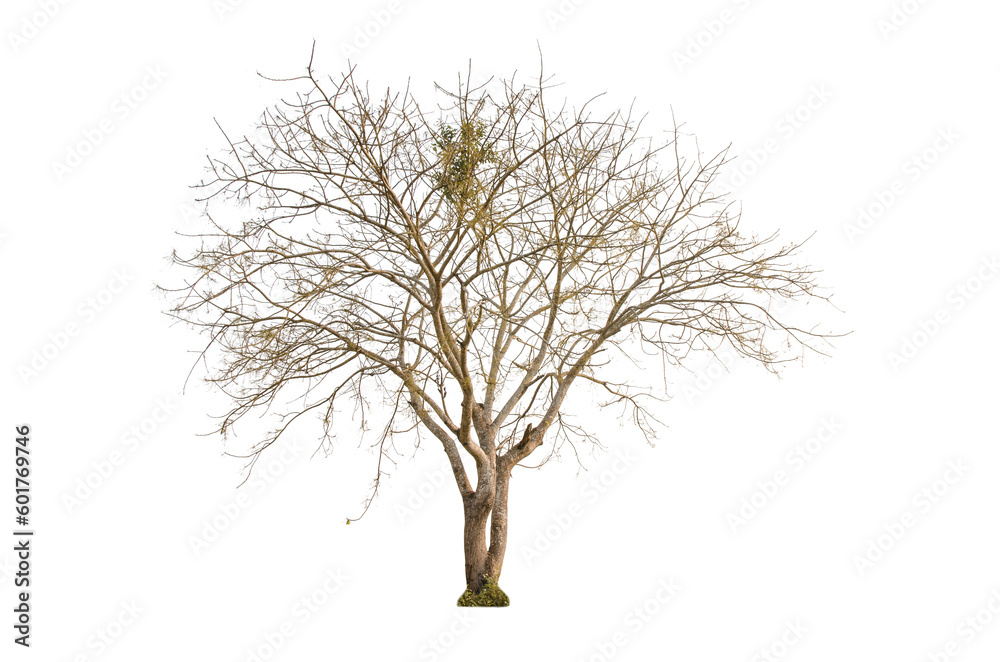 Obraz premium Dry tree shape and tree branch. Single dead tree.