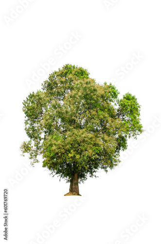 A tree shape and tree branch. Single green tree.