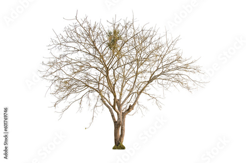 Dry tree shape and tree branch. Single dead tree.