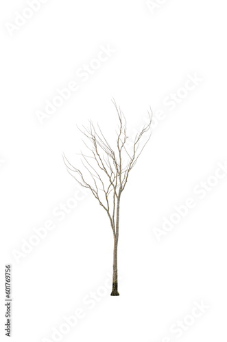 Dry tree shape and tree branch. Single dead tree.