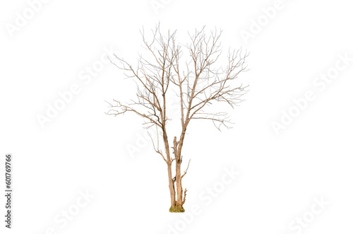Dry tree shape and tree branch. Single dead tree.