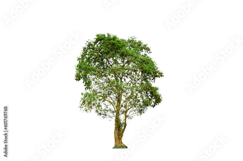 A tree shape and tree branch. Single green tree.