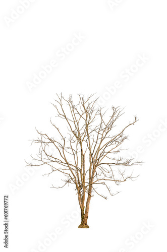 Dry tree shape and tree branch. Single dead tree.