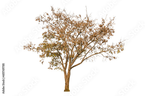 Dry tree shape and tree branch. Single dead tree.