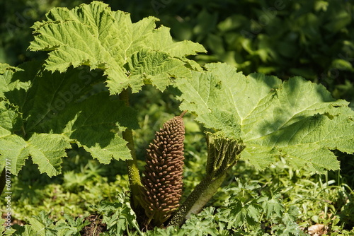 Gunnera manicata, (new leaves) Gunneraceae family. Berggarten – Hanover, Germany. photo