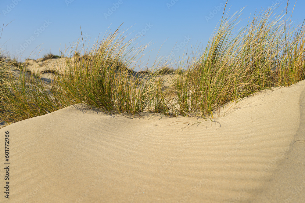 Sandy beach near Salin de Giraud on a sunny day in springtime Sandy beach near Salin de Giraud on a sunny day in springtime