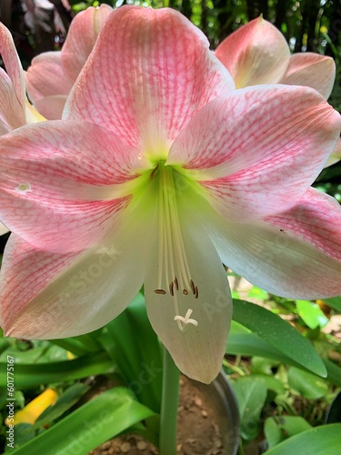 pink lily flower
