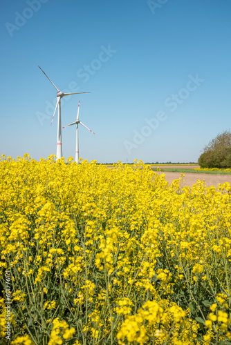 Windräder WIndenergie Rapsfeld Frühling Sonne