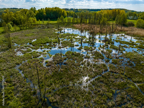 Fototapeta Naklejka Na Ścianę i Meble -  Aerial view of swamp in springtime with trees and grass, blue sky and reflection in water