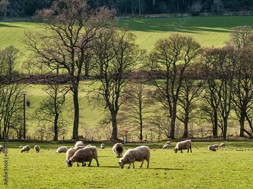 Sheep and spring pasture, Bonington, Peeblesshire, Scotland.  photo