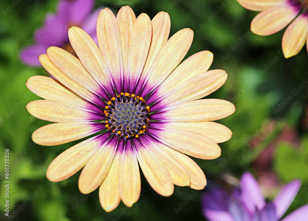 African daisy close up African daisy close up