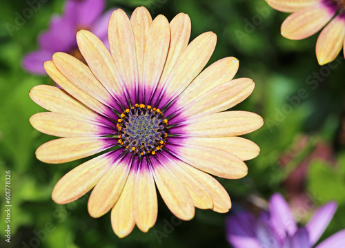 African daisy close up