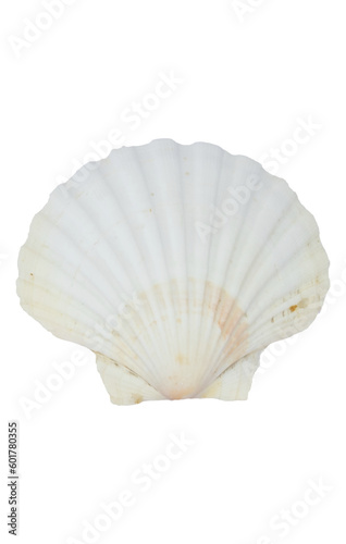 seashell isolated on trasparent background