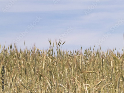 Landscape of wheat field  nature background.