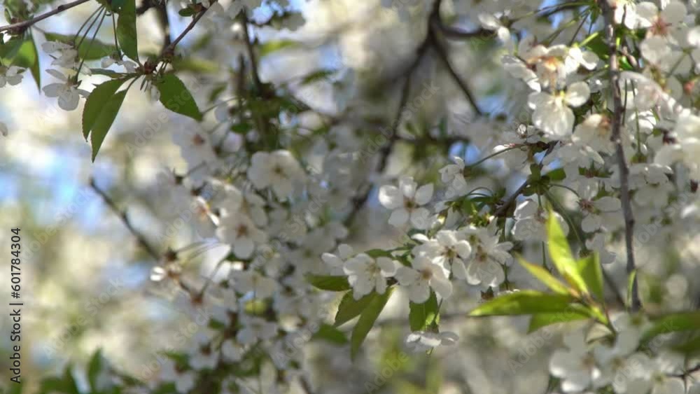 White cherry blossoms sway in the wind. Spring flowering fruit tree garden. Floral natural background. Delicate flowers in the sunlight day. Blur bokeh nature. Flower bloom bud Leaf closeup. Aesthetic White cherry blossoms sway in the wind. Spring flowering fruit tree garden. Floral natural background. Delicate flowers in the sunlight day. Blur bokeh nature. Flower bloom bud Leaf closeup. Aesthetic