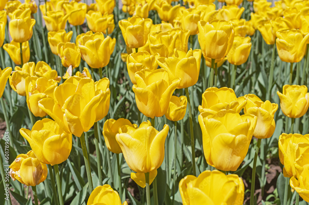 Spring background with beautiful yellow tulips Spring background with beautiful yellow tulips