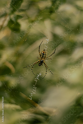 spider on the web © Jewel